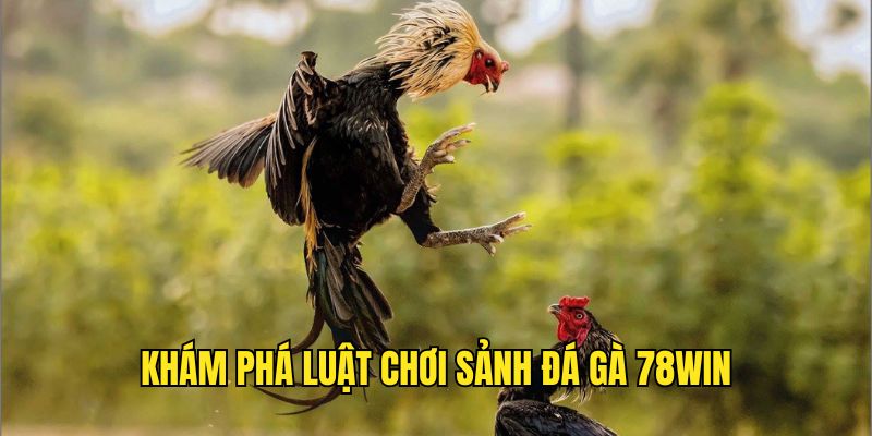 Khám phá luật chơi Đá Gà 78WIN