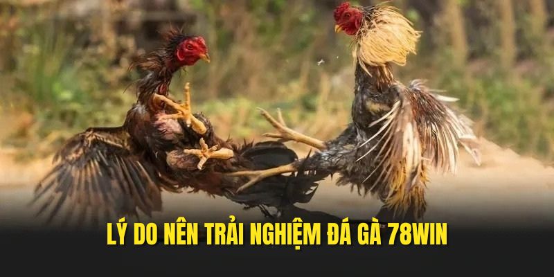 Lý do nên tham gia chọi gà tại 78WIN